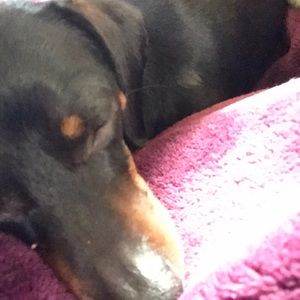 Meet your Posher, Violeta